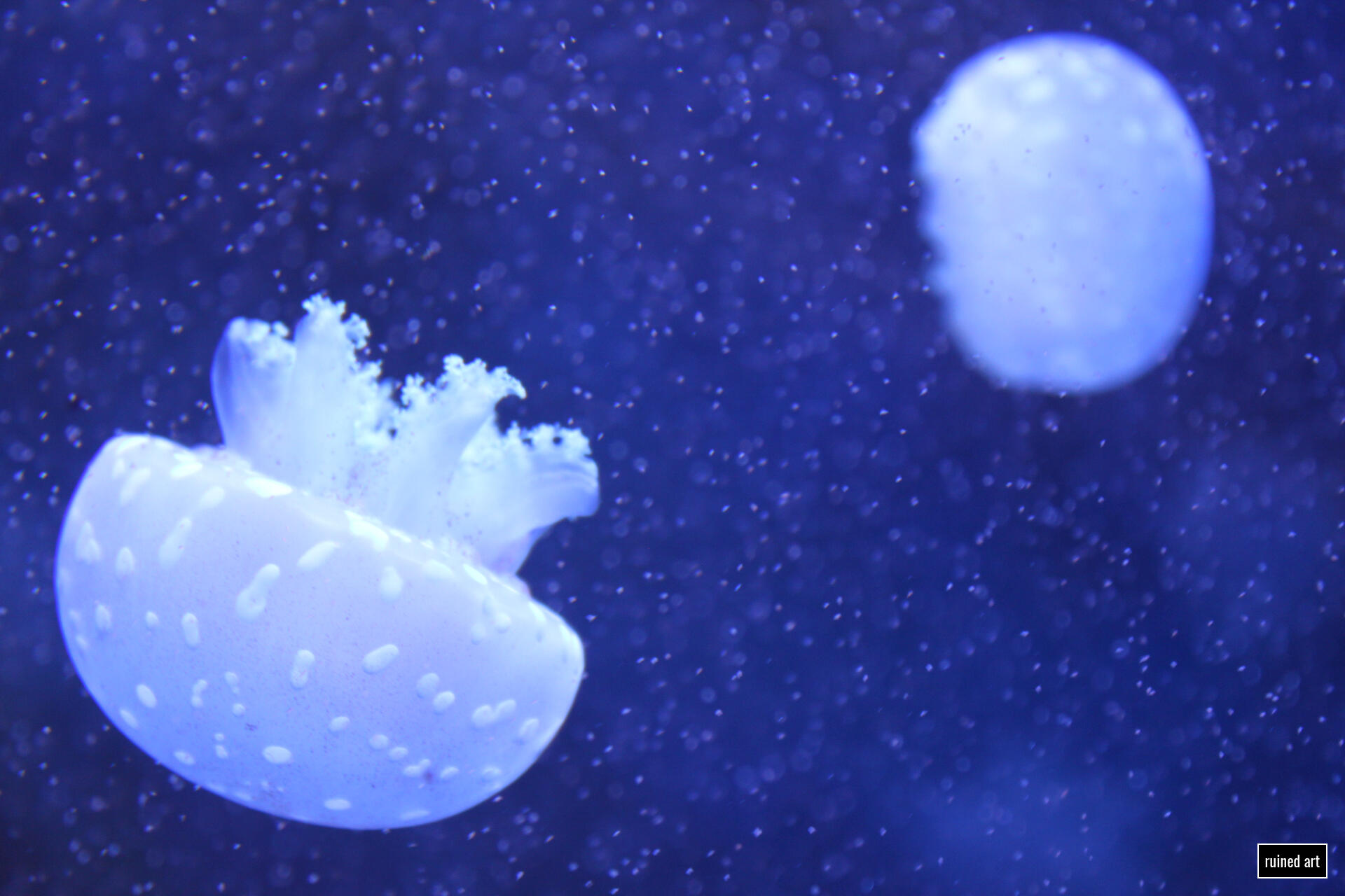 Jelly nature – animal 2017 / bavaria Canon digital single-lens reflex (colouration effects)