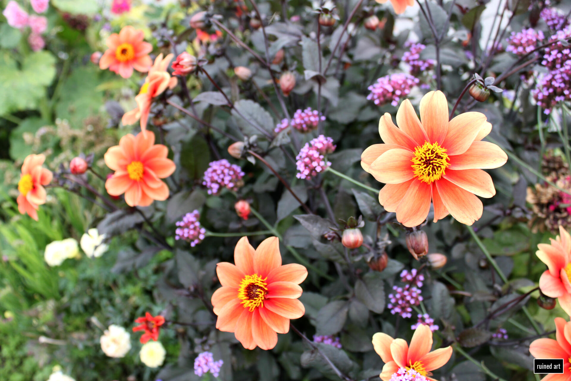 of all the Seekers of the Sun nature – plant 2014 / lower austria Canon digital single-lens reflex (colouration effects)