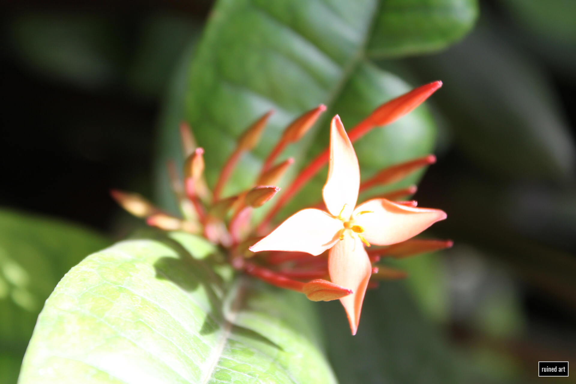 Knight nature – plant 2024 / vienna Canon digital single-lens reflex (colouration effects)