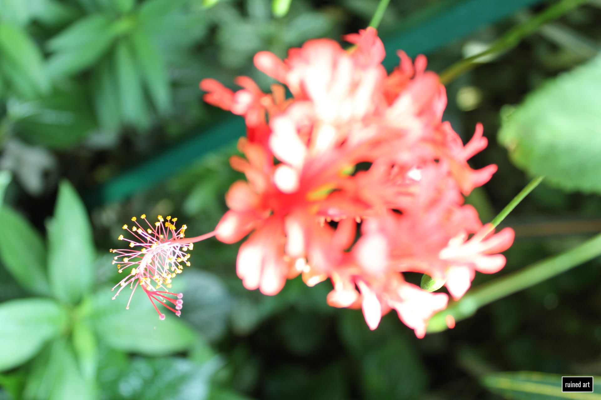 Mothership nature – plant 2024 / vienna Canon digital single-lens reflex (colouration effects)