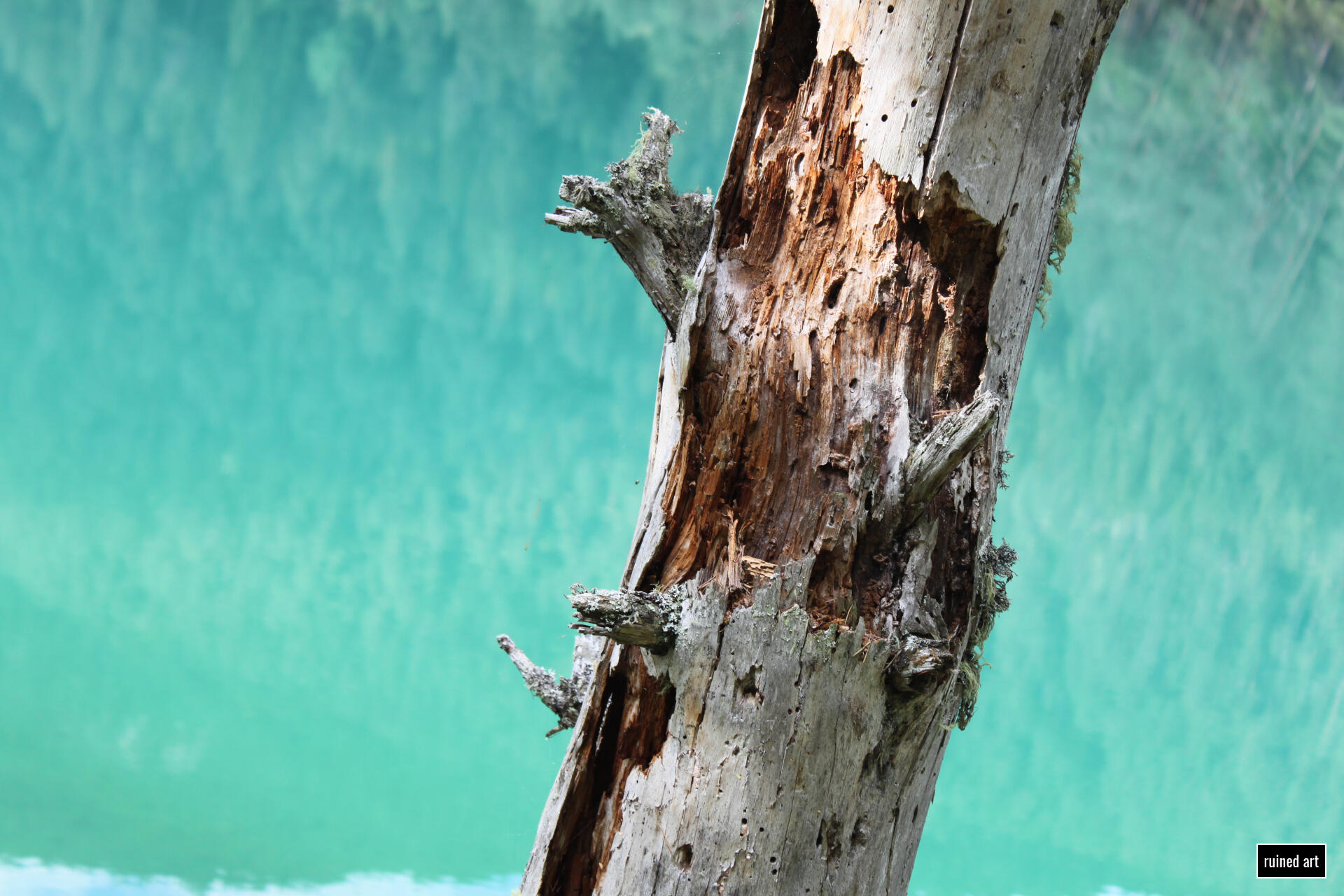 Fallen: Eviscerated nature – plant 2022 / tyrol Canon digital single-lens reflex (colouration effects)