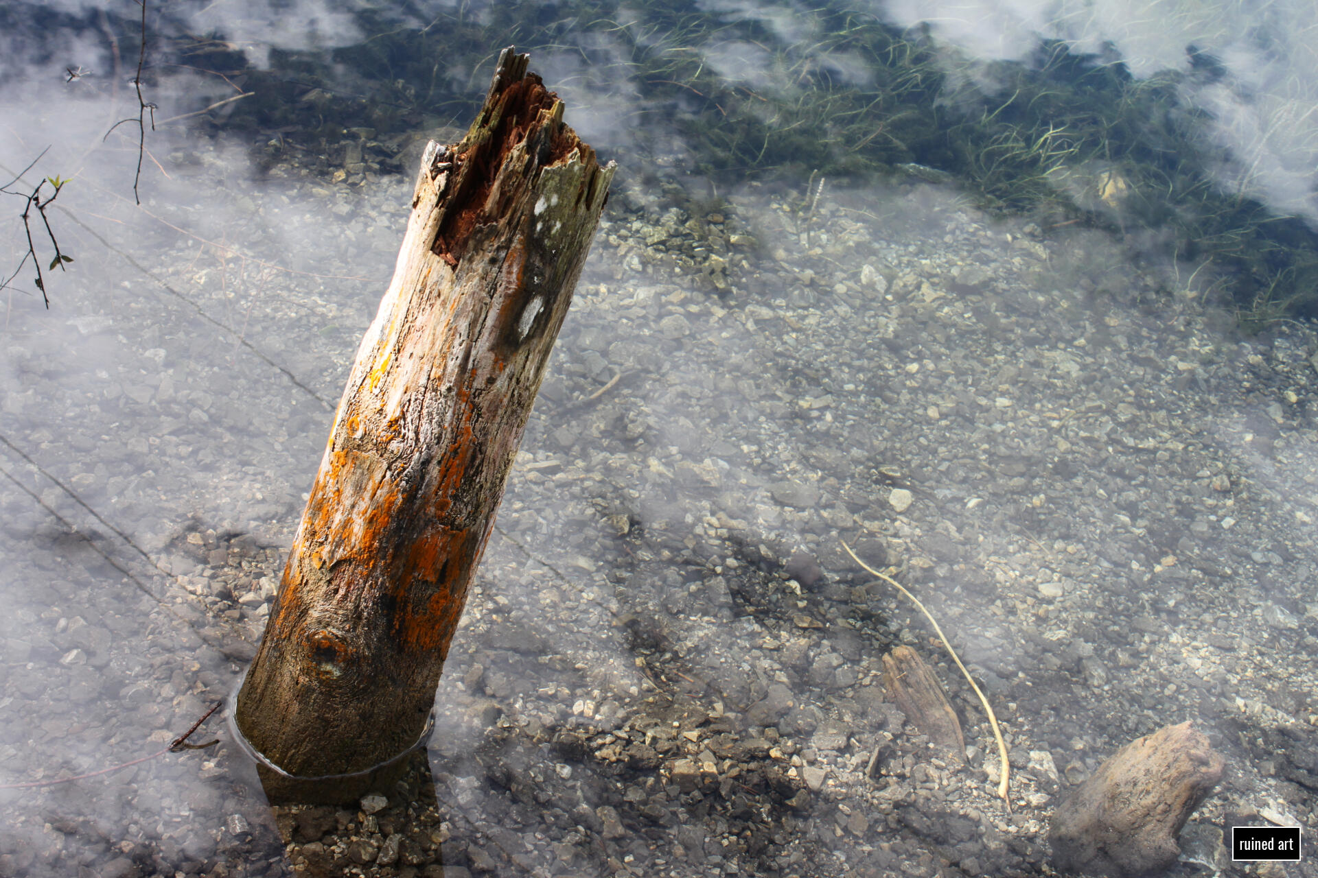 Fallen: Decapitated nature – plant 2022 / tyrol Canon digital single-lens reflex (colouration effects)