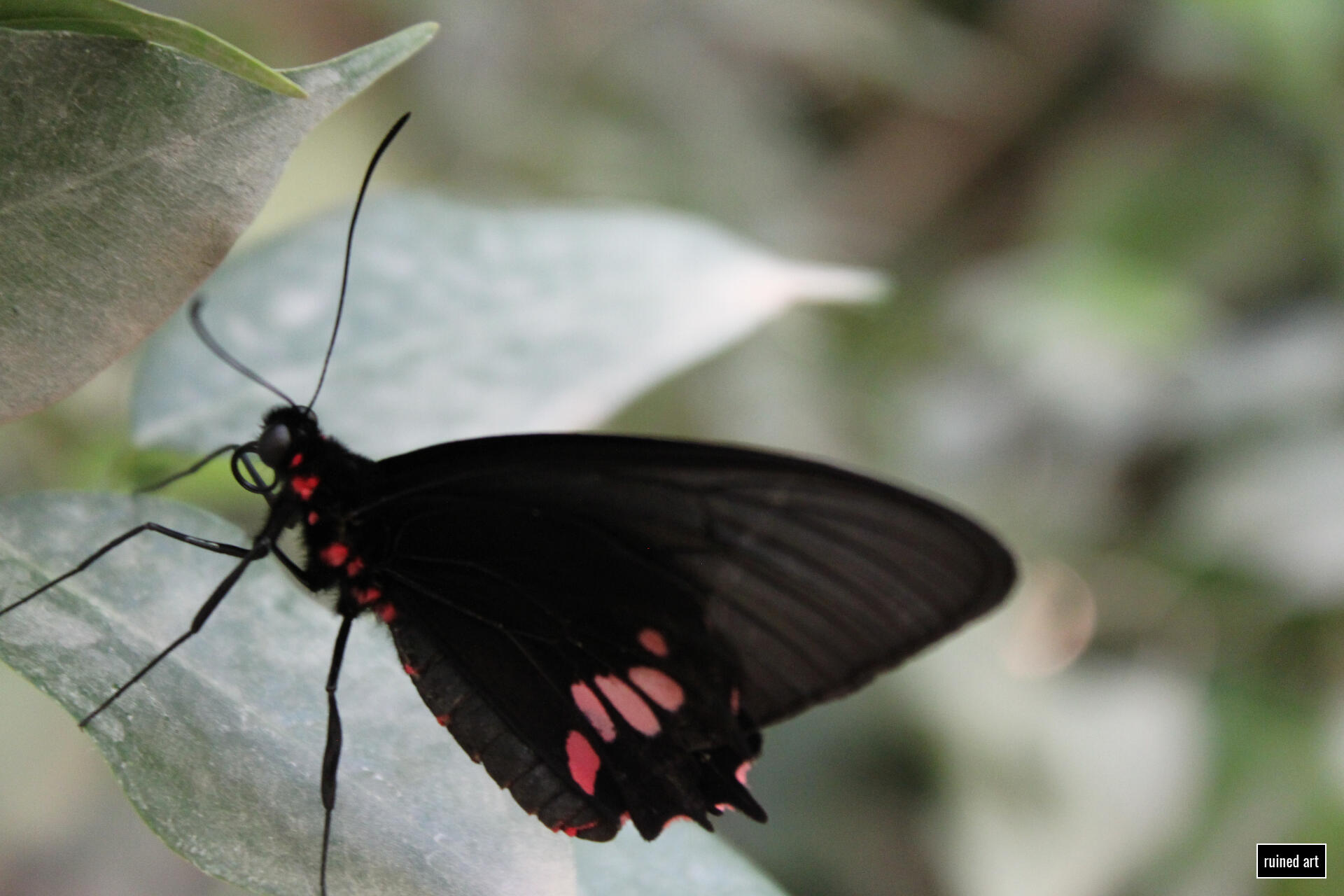 Butterfly Lair nature – animal 2023 / vienna Canon digital single-lens reflex (colouration effects)