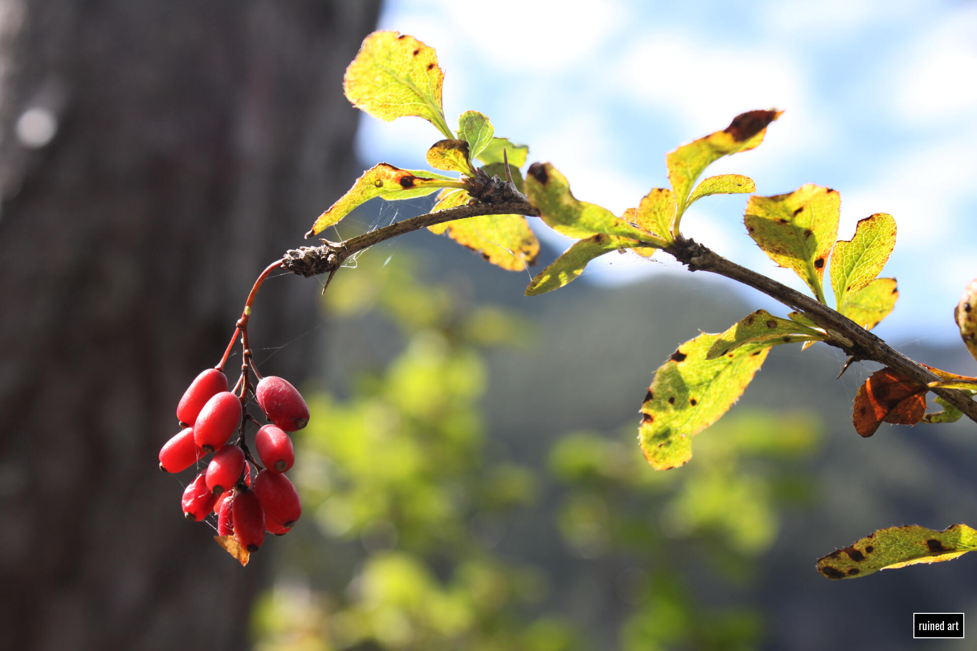 Some of a Kind nature – plant 2022 / tyrol Canon digital single-lens reflex (colouration effects)