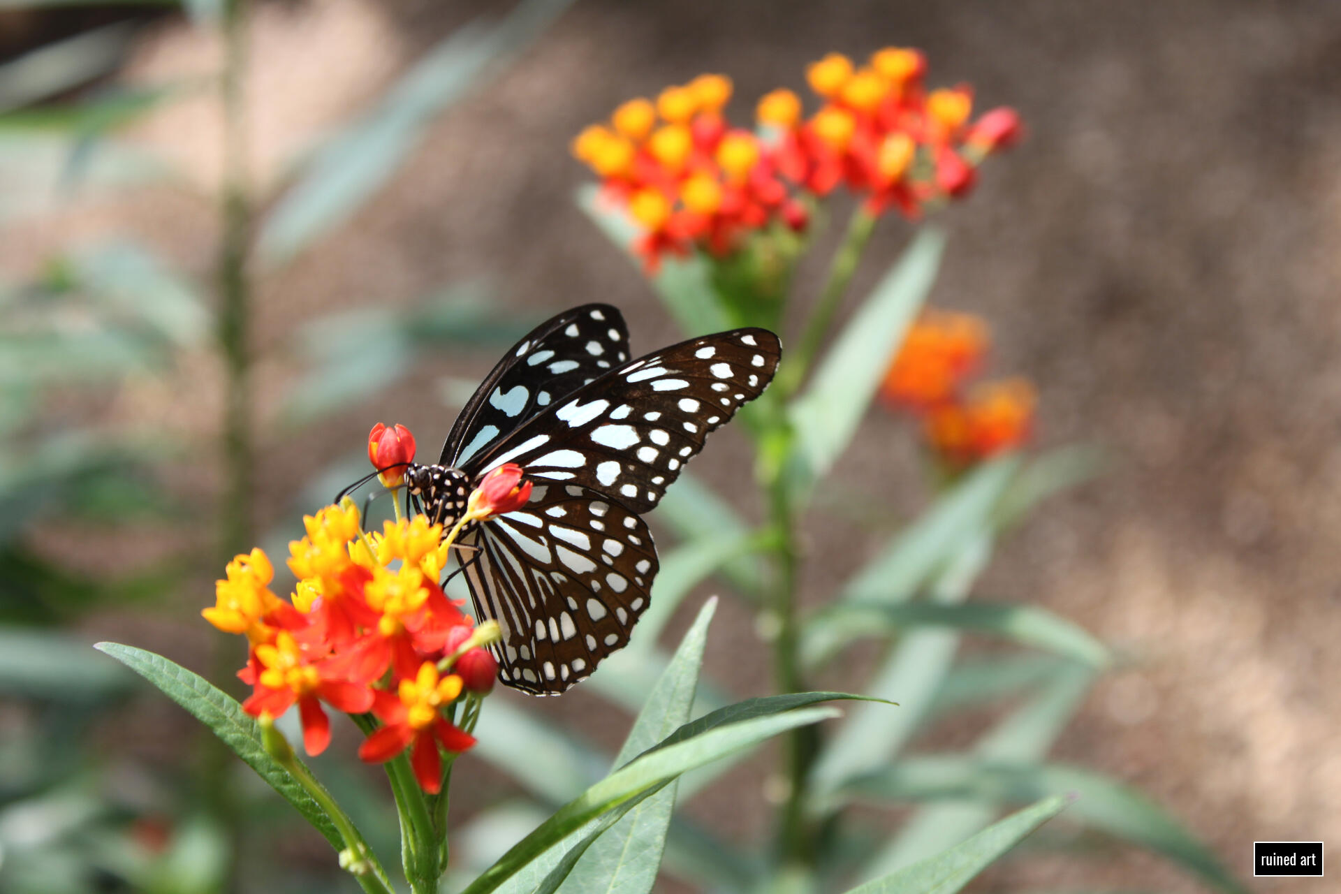 Butterfly Paradise nature – animal 2017 / vienna Canon digital single-lens reflex (colouration effects)