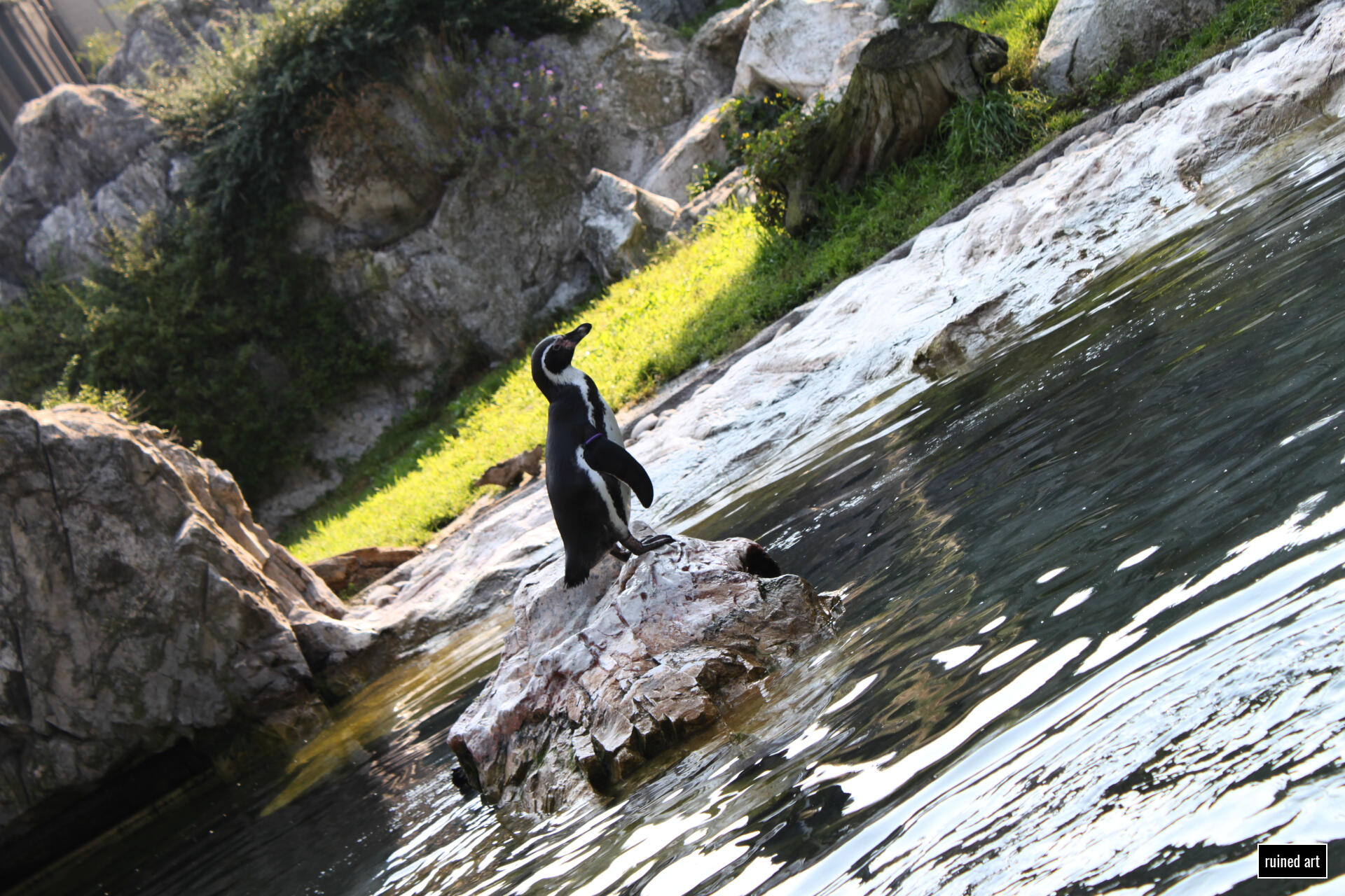 I like Penguins nature – animal 2016 / vienna Canon digital single-lens reflex (colouration effects)