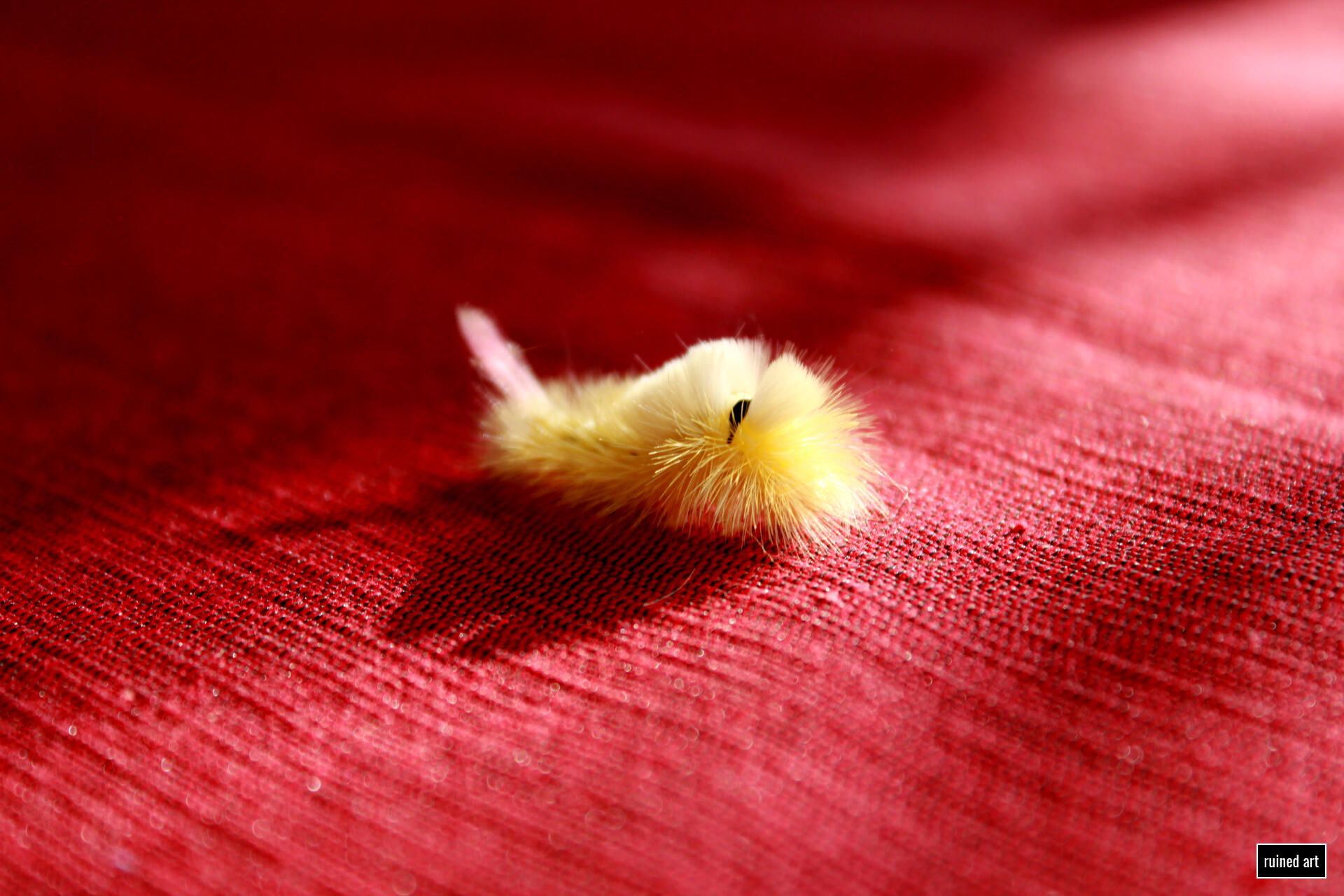 Nimmersatt nature – animal 2009 / styria Canon digital single-lens reflex (colouration effects)