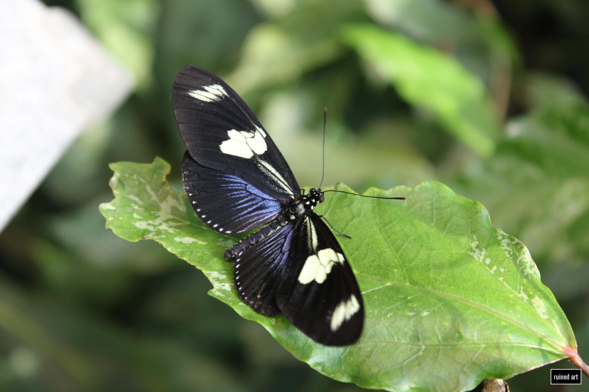 Butterfly Realm nature – animal 2024 / vienna Canon digital single-lens reflex (colouration effects)