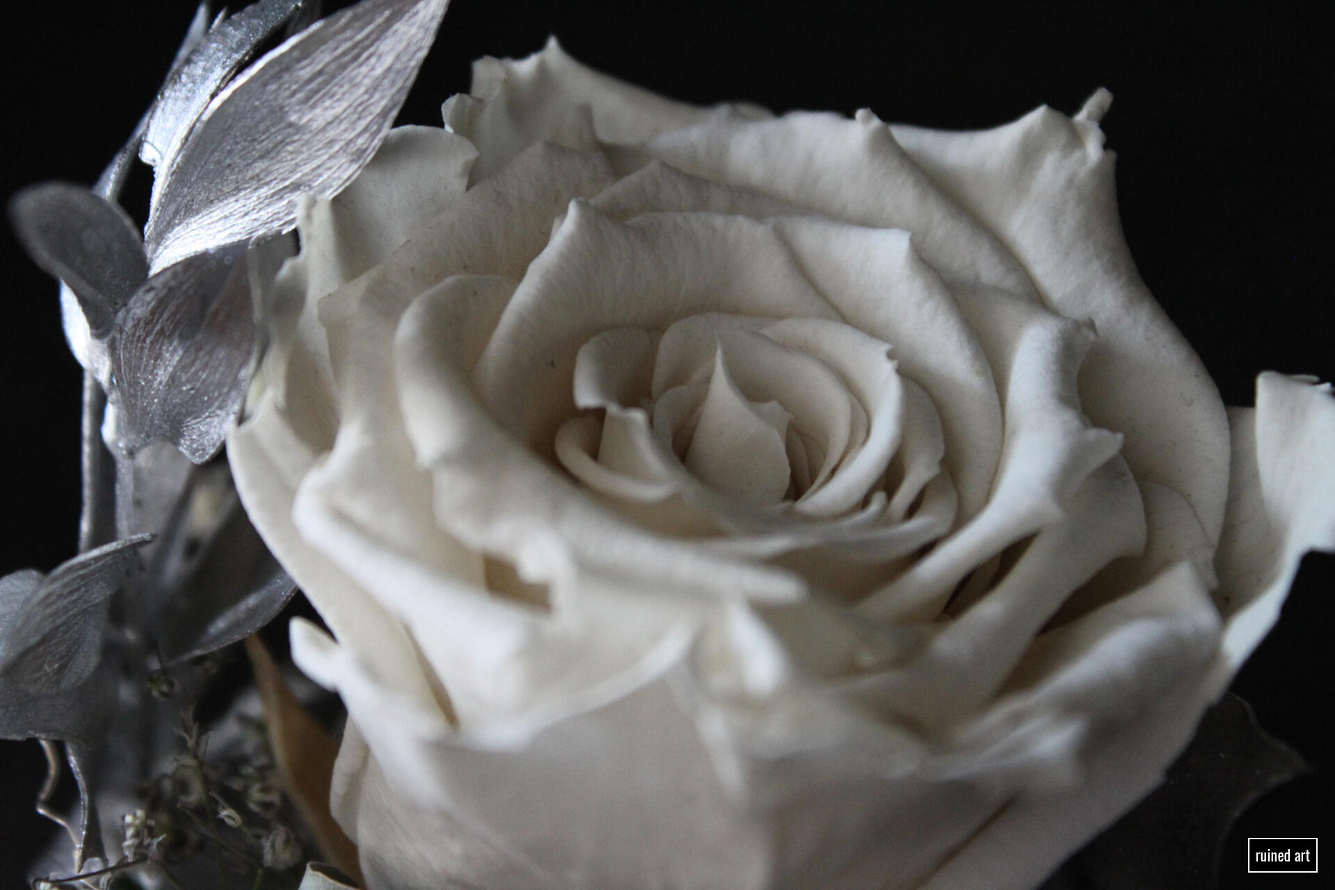 Roses in white Dresses scene – plant 2023 / styria Canon digital single-lens reflex (contrast effects)